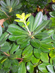 Pittosporum erioloma | Lord Howe Island | Hedge Laurel | 10_Seeds