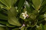 Pittosporum erioloma | Lord Howe Island | Hedge Laurel | 10_Seeds