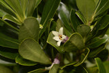 Pittosporum erioloma | Lord Howe Island | Hedge Laurel | 10_Seeds
