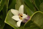 Pittosporum erioloma | Lord Howe Island | Hedge Laurel | 10_Seeds