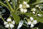 Pittosporum erioloma | Lord Howe Island | Hedge Laurel | 10_Seeds