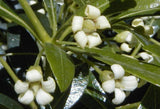 Pittosporum erioloma | Lord Howe Island | Hedge Laurel | 10_Seeds