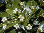 Pittosporum erioloma | Lord Howe Island | Hedge Laurel | 10_Seeds