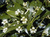 Pittosporum erioloma | Lord Howe Island | Hedge Laurel | 10_Seeds
