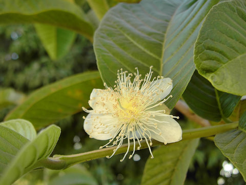 Psidium guajava | Allahabad Safeda White Flesh | Yellow & Lemon & Apple Guava | 20_Seeds