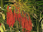 Ptychosperma macarthurii | Darwin & Macarthur Palm | 10_Seeds
