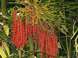 Ptychosperma macarthurii | Darwin & Macarthur Palm | 10_Seeds