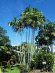 Ptychosperma macarthurii | Darwin & Macarthur Palm | 10_Seeds