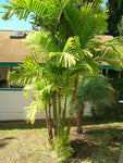 Ptychosperma macarthurii | Darwin & Macarthur Palm | 10_Seeds