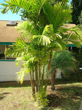 Ptychosperma macarthurii | Darwin & Macarthur Palm | 10_Seeds