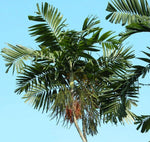 Ptychosperma macarthurii | Darwin & Macarthur Palm | 10_Seeds