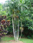 Ptychosperma macarthurii | Darwin & Macarthur Palm | 10_Seeds