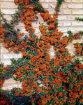 Pyracantha gibbsii Orange Glow | Firethorn | 10_Seeds