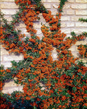 Pyracantha gibbsii Orange Glow | Firethorn | 10_Seeds