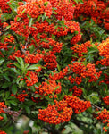 Pyracantha gibbsii Orange Glow | Firethorn | 10_Seeds
