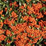 Pyracantha gibbsii Orange Glow | Firethorn | 10_Seeds