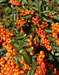 Pyracantha gibbsii Orange Glow | Firethorn | 10_Seeds
