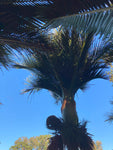 Rhopalostylis sapida | Nīkau Palm | 20_Seeds