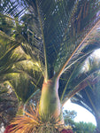 Rhopalostylis sapida | Nīkau Palm | 20_Seeds