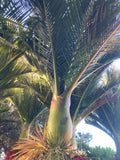 Rhopalostylis sapida | Nīkau Palm | 20_Seeds