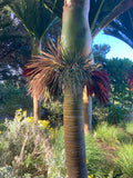 Rhopalostylis sapida | Nīkau Palm | 20_Seeds