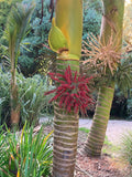 Rhopalostylis sapida | Nīkau Palm | 20_Seeds