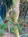 Rhopalostylis sapida | Nīkau Palm | 20_Seeds