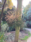 Rhopalostylis sapida | Nīkau Palm | 20_Seeds