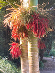 Rhopalostylis sapida | Nīkau Palm | 20_Seeds