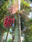 Rhopalostylis sapida | Nīkau Palm | 20_Seeds