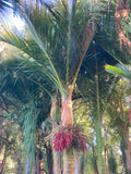 Rhopalostylis sapida | Nīkau Palm | 20_Seeds