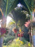 Rhopalostylis sapida | Nīkau Palm | 20_Seeds