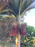 Rhopalostylis sapida | Nīkau Palm | 20_Seeds