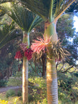 Rhopalostylis sapida | Nīkau Palm | 20_Seeds
