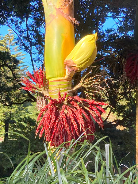 Rhopalostylis sapida | Nīkau Palm | 20_Seeds – Butterfly Garden Seeds