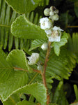 Rubus ellipticus | Ainselu | Golden Evergreen & Himalayan & Yellow Raspberry | 20_Seeds