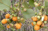 Rubus ellipticus | Ainselu | Golden & Yellow Evergreen & Himalayan Raspberry | 50_Seeds