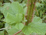 Rubus ellipticus | Ainselu | Golden Evergreen & Himalayan & Yellow Raspberry | 20_Seeds