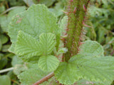 Rubus ellipticus | Ainselu | Golden Evergreen & Himalayan & Yellow Raspberry | 20_Seeds