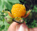 Rubus ellipticus | Ainselu | Golden & Yellow Evergreen & Himalayan Raspberry | 50_Seeds