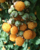 Rubus ellipticus | Ainselu | Golden & Yellow Evergreen & Himalayan Raspberry | 50_Seeds