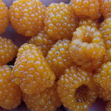 Rubus ellipticus | Ainselu | Golden & Yellow Evergreen & Himalayan Raspberry | 50_Seeds