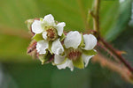 Rubus ellipticus | Ainselu | Golden Evergreen & Himalayan & Yellow Raspberry | 20_Seeds
