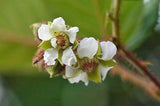 Rubus ellipticus | Ainselu | Golden Evergreen & Himalayan & Yellow Raspberry | 20_Seeds