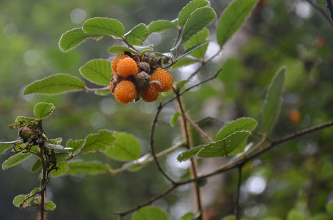 Rubus ellipticus | Ainselu | Golden & Yellow Evergreen & Himalayan Raspberry | 50_Seeds