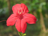 Ruellia elegans Ragin Cajun | 10_Seeds