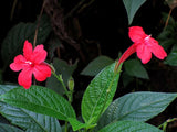 Ruellia elegans Ragin Cajun | 10_Seeds