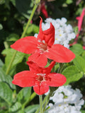 Ruellia elegans Ragin Cajun | 10_Seeds