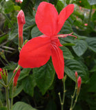 Ruellia elegans Ragin Cajun | 10_Seeds