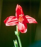 Ruellia elegans Ragin Cajun | 10_Seeds